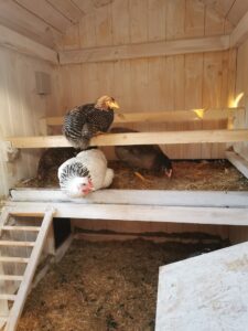 Hühner im Kleinen Bauwagen