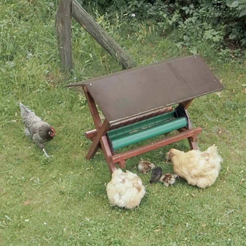 Hühner im Garten mit Futtertrog