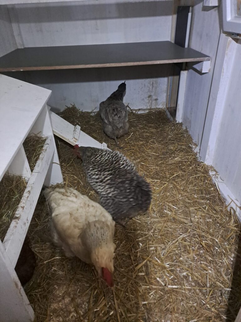 Hühner im Kleinen Bauwagen